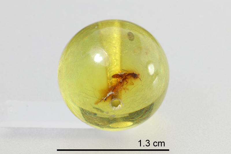 Amber Beads (with insects)